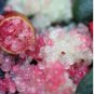 Ice Pink Finger Fruit Lime 200 Seeds