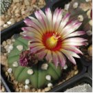 Astrophytum Cactus Flores Succulents 400 Seeds