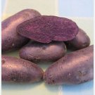 Russian Banana Fingerling Potato Bonsa Organic 200 Seeds