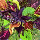 Rare Coleus Blumei 400 Seeds