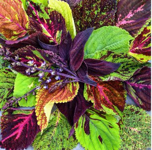 Rare Coleus Blumei 400 Seeds