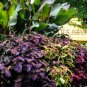 Rare Coleus Blumei 400 Seeds
