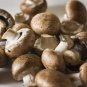 Delicious Mushrooms 2000 Seeds