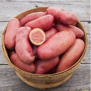 Russian Banana Fingerling Potato Bonsa Organic 200 Seeds