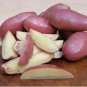 Russian Banana Fingerling Potato Bonsa Organic 200 Seeds