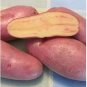 Russian Banana Fingerling Potato Bonsa Organic 200 Seeds