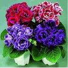 plantas Gloxinia de flores perennes Sinningia Speciosa Bonsái 200 Seeds