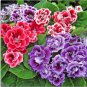 plantas Gloxinia de flores perennes Sinningia Speciosa Bonsái 200 Seeds