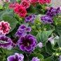 plantas Gloxinia de flores perennes Sinningia Speciosa Bonsái 200 Seeds
