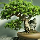 Chinese Elm Bonsai Tree Bonsai 60 Seeds