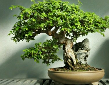 Chinese Elm Bonsai Tree Bonsai 60 Seeds