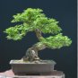 Chinese Elm Bonsai Tree Bonsai 60 Seeds