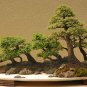 Chinese Elm Bonsai Tree Bonsai 60 Seeds