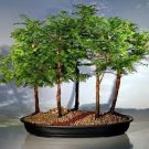 Dawn Redwood Forest Bonsai Metasequoia glyptostroboides 200 Seeds