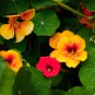 Mixed Nasturtium Flowers 200 Seeds