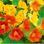Mixed Nasturtium Flowers 200 Seeds