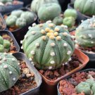 Mixed Astrophytum Cactus Flowers Succulent Plants Bonsai 200 Seeds