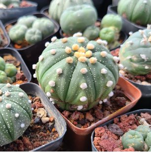 Mixed Astrophytum Cactus Flowers Succulent Plants Bonsai 200 Seeds