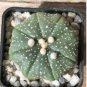 Mixed Astrophytum Cactus Flowers Succulent Plants Bonsai 200 Seeds