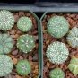 Mixed Astrophytum Cactus Flowers Succulent Plants Bonsai 200 Seeds