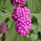 American Beauty Berry Callicarpa Americana 200 Seeds