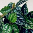 Pilea Notata Bonsai 100 Seeds