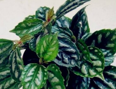 Pilea Notata Bonsai 100 Seeds