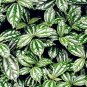 Pilea Notata Bonsai 100 Seeds