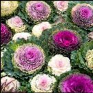 Mixed Brassica Oleracea Heirloom Mixed Ornamental Kale 400 Seeds