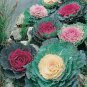 Mixed Brassica Oleracea Heirloom Mixed Ornamental Kale 400 Seeds