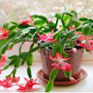 schlumbergera Flores Christmas Cactus Plant plantas 200 Seeds