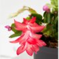 schlumbergera Flores Christmas Cactus Plant plantas 200 Seeds