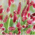 Red Burnet Sanguisorba Officinalis HERB Flower Lulu Certified Can Grow 200 Seeds