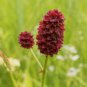 Red Burnet Sanguisorba Officinalis HERB Flower Lulu Certified Can Grow 200 Seeds