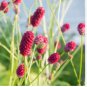 Red Burnet Sanguisorba Officinalis HERB Flower Lulu Certified Can Grow 200 Seeds