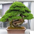 Japanese Cedar Bonsai 200 Seeds
