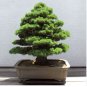 Japanese Cedar Bonsai 200 Seeds
