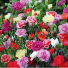 Carnation Bonsai Black Carnation Flower Dianthus caryophyllus Perennial Flower Plant 200 Seeds