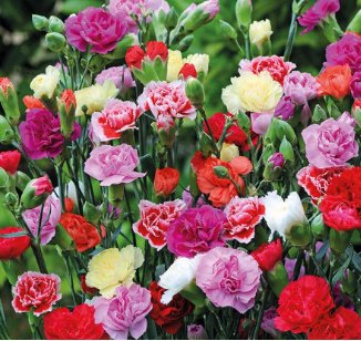 Carnation Bonsai Black Carnation Flower Dianthus caryophyllus Perennial Flower Plant 200 Seeds