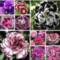 Carnation Bonsai Black Carnation Flower Dianthus caryophyllus Perennial Flower Plant 200 Seeds