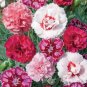 Carnation Bonsai Black Carnation Flower Dianthus caryophyllus Perennial Flower Plant 200 Seeds