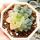 semillas de boulangerie Haworthia Cooperi Bonsaï Succulent 100 Seeds