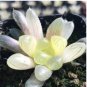 semillas de boulangerie Haworthia Cooperi Bonsaï Succulent 100 Seeds