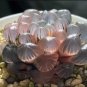 semillas de boulangerie Haworthia Cooperi Bonsaï Succulent 100 Seeds