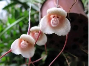 Japanese Orchid Monkey Face Pattern 60 Seeds