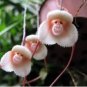 Japanese Orchid Monkey Face Pattern 60 Seeds