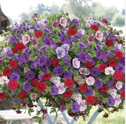 Hanging Petunia 200 Seeds