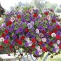 Hanging Petunia 200 Seeds