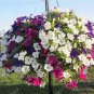 Hanging Petunia 200 Seeds