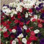 Hanging Petunia 200 Seeds